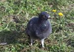 Dove