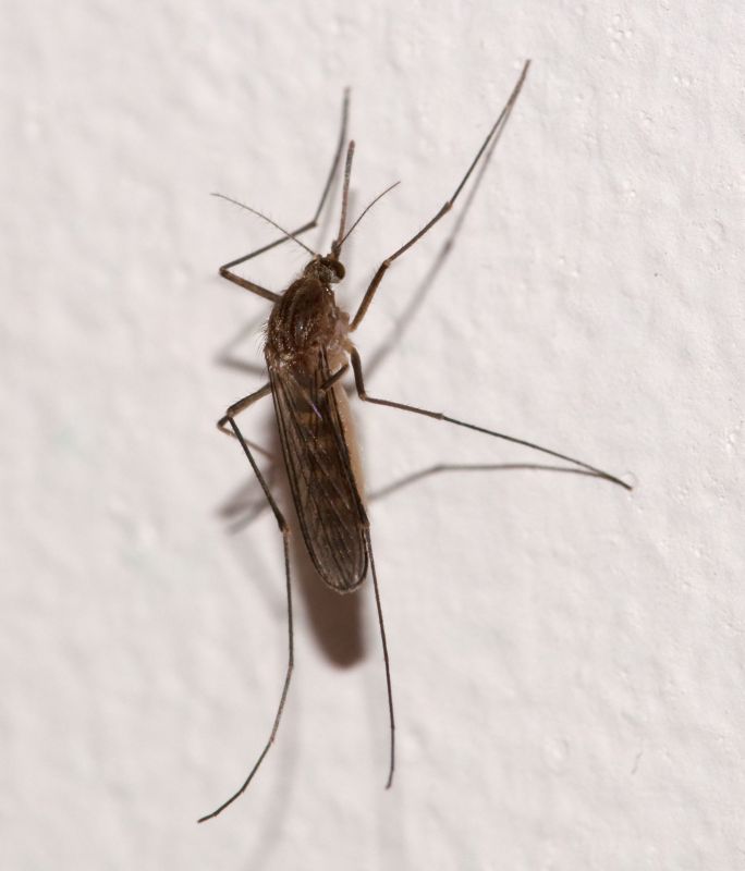 Komar