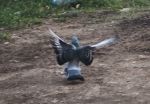 Landing-01