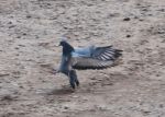 Landing-02