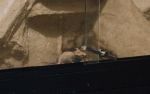 Prison Break