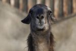 llama