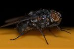 fly