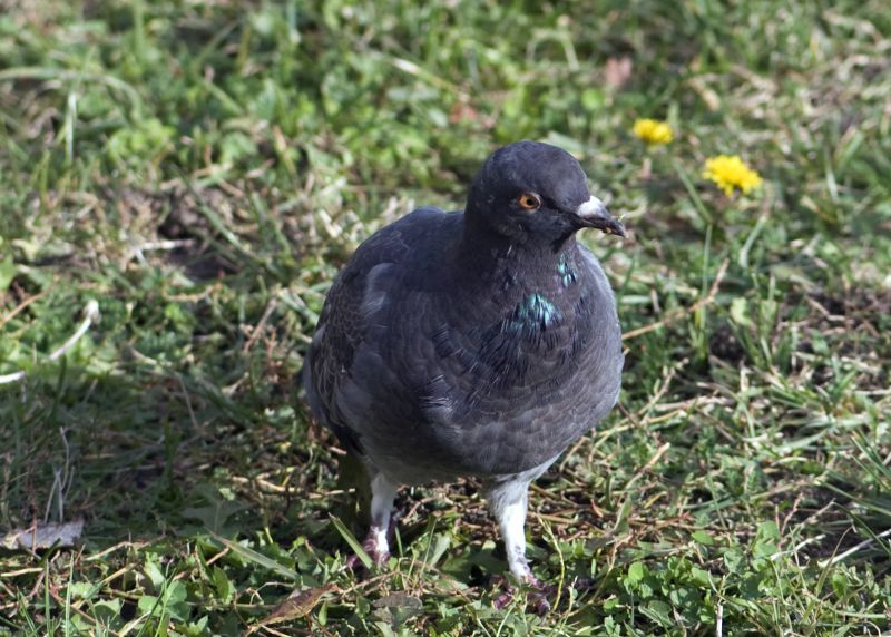 Dove