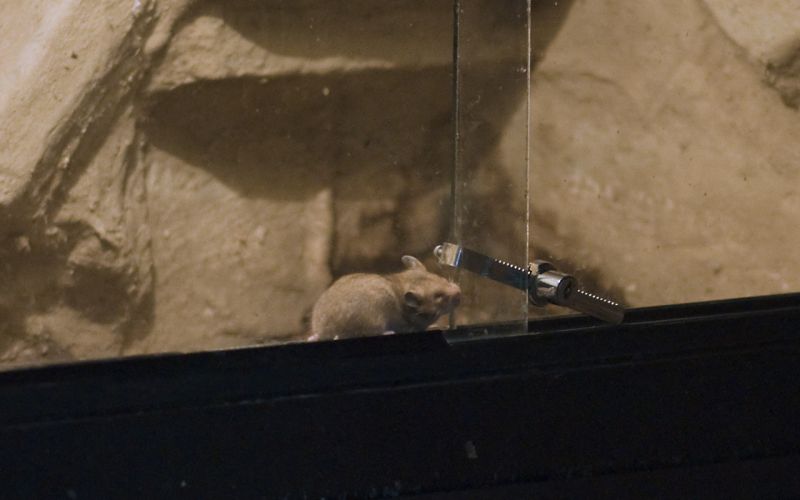 Prison Break