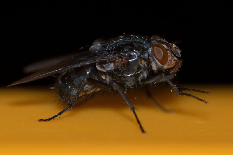 fly