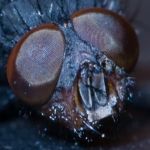 Dead Fly Head