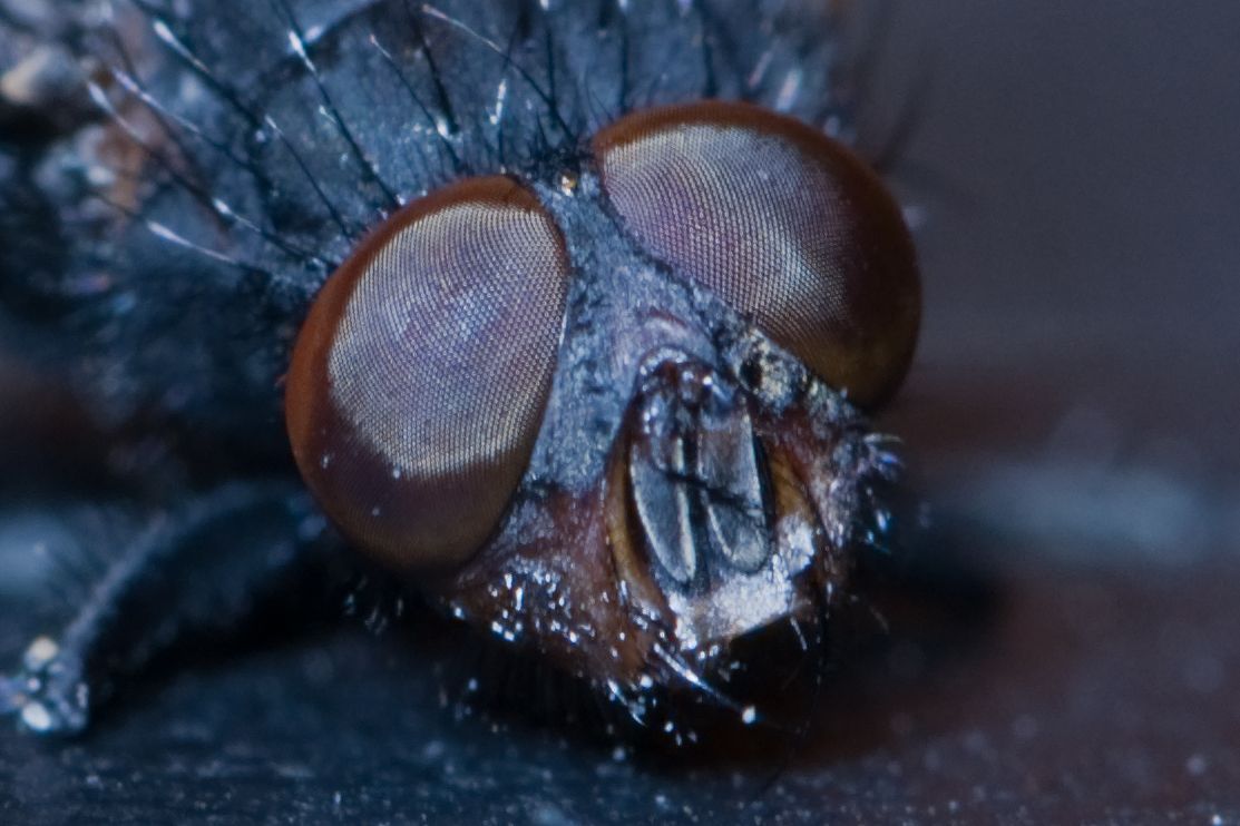 Dead Fly Head