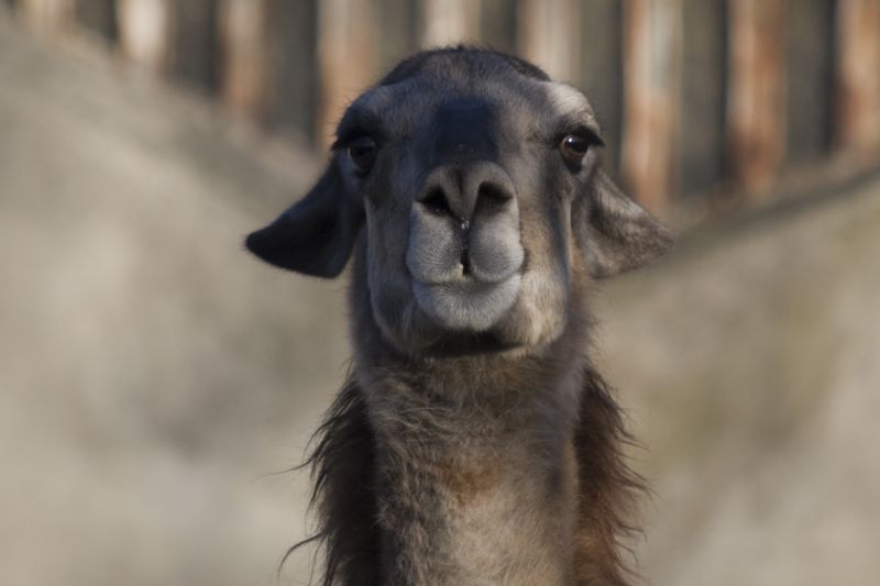 llama