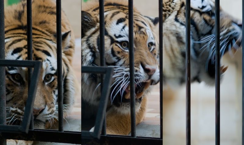 Angry