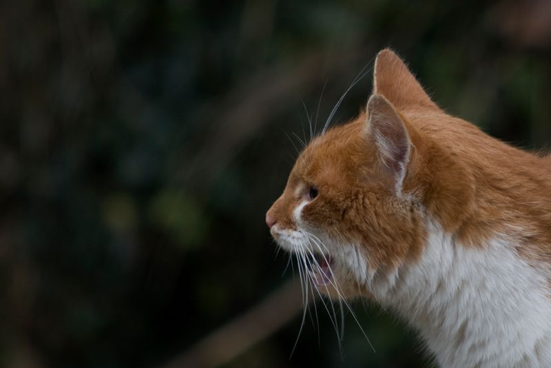Predator