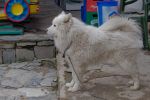 Dog from Melnik