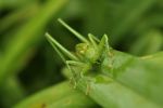 Ready to Fight
