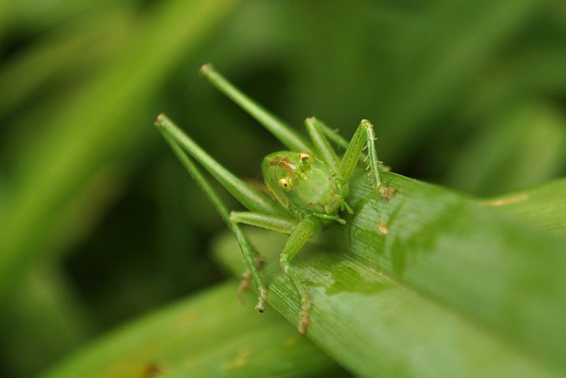 Ready to Fight