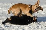 Karate Dog