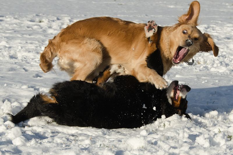 Karate Dog