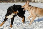 True Friends 1 - The Attack