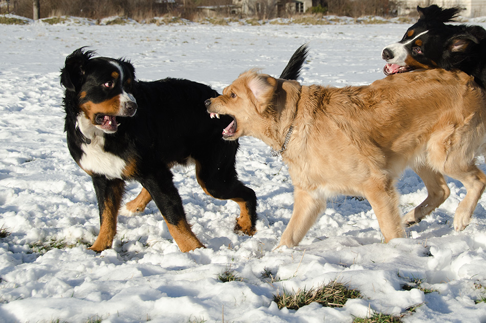 True Friends 2 - Desperation