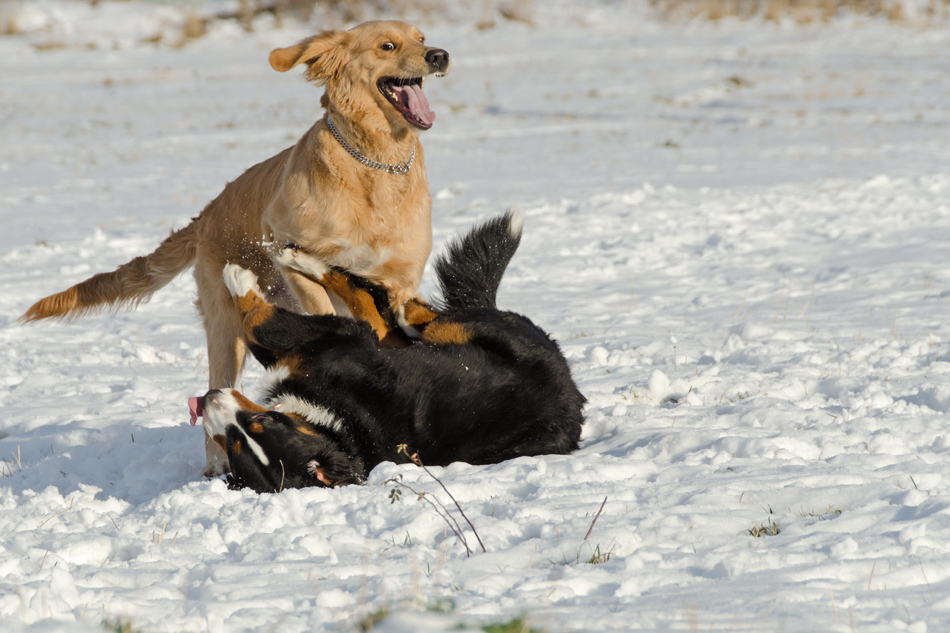 Play Dead