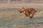 Speed Race